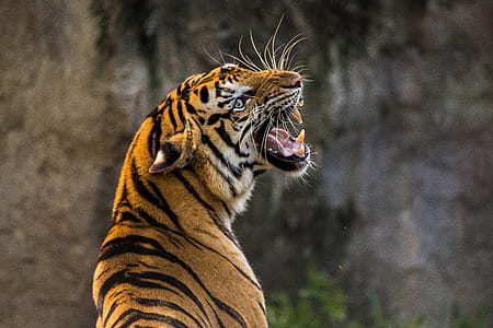 selective focus photography of bengal tiger