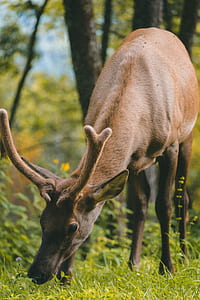 focus photography of buck deer