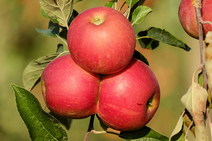 focus photo of red Apple