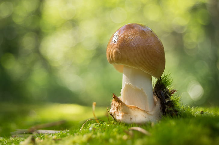 white and brown mushroom on moss ground closeup photography