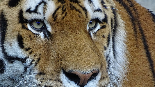 close up photo of tiger face