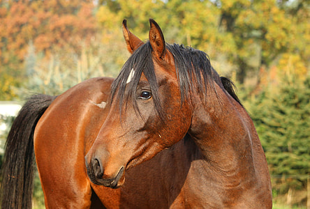 brown horse at daytime