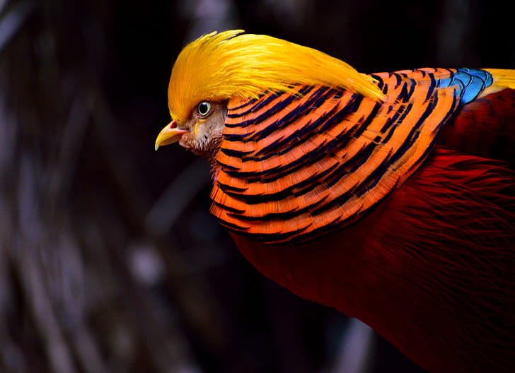 selective focus photography of golden pheasant