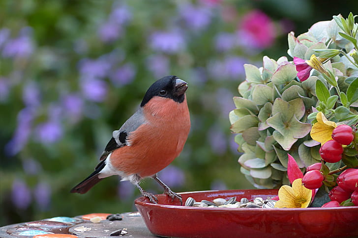 orange and gray bird on red plant pot