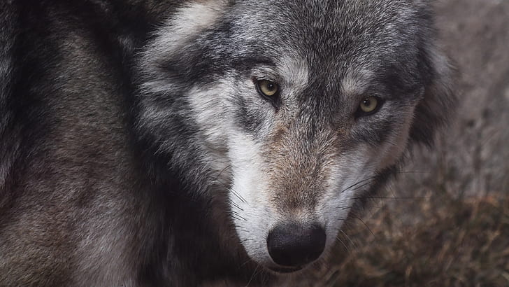 closeup photo of gray wolf