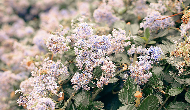 photography of white flowers lots