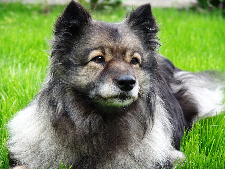 adult Keeshond prone lying on grass field at daytime