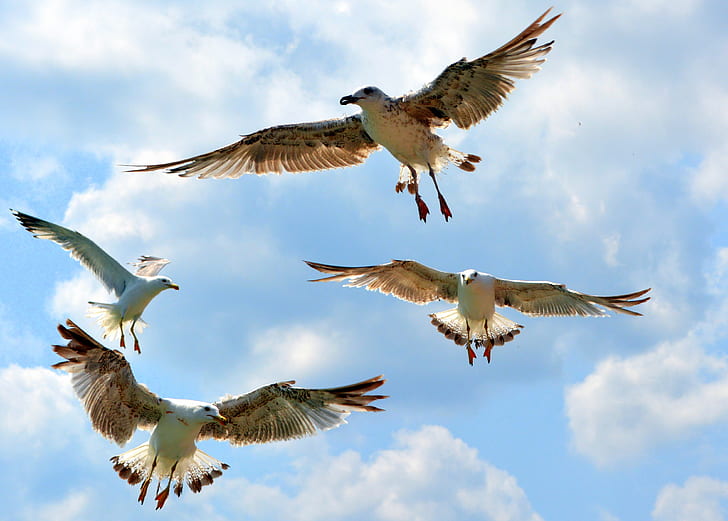 four Franklin's gulls flying under blue sky during daytime