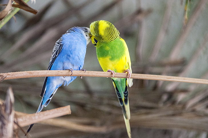 two blue and green budgerigar on tree during daytime