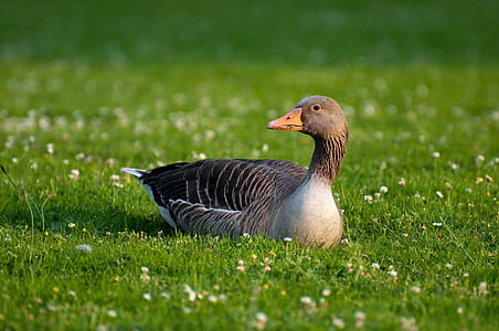 black duck on green grassfield