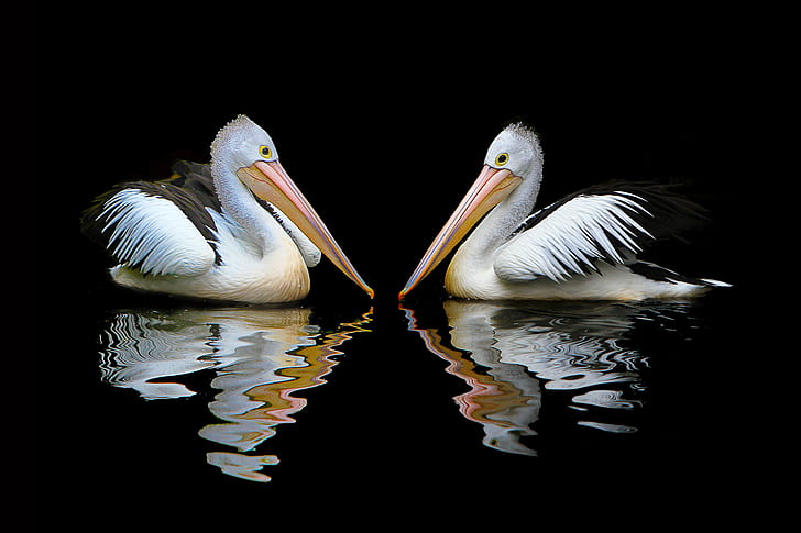 two white ducks on body of water