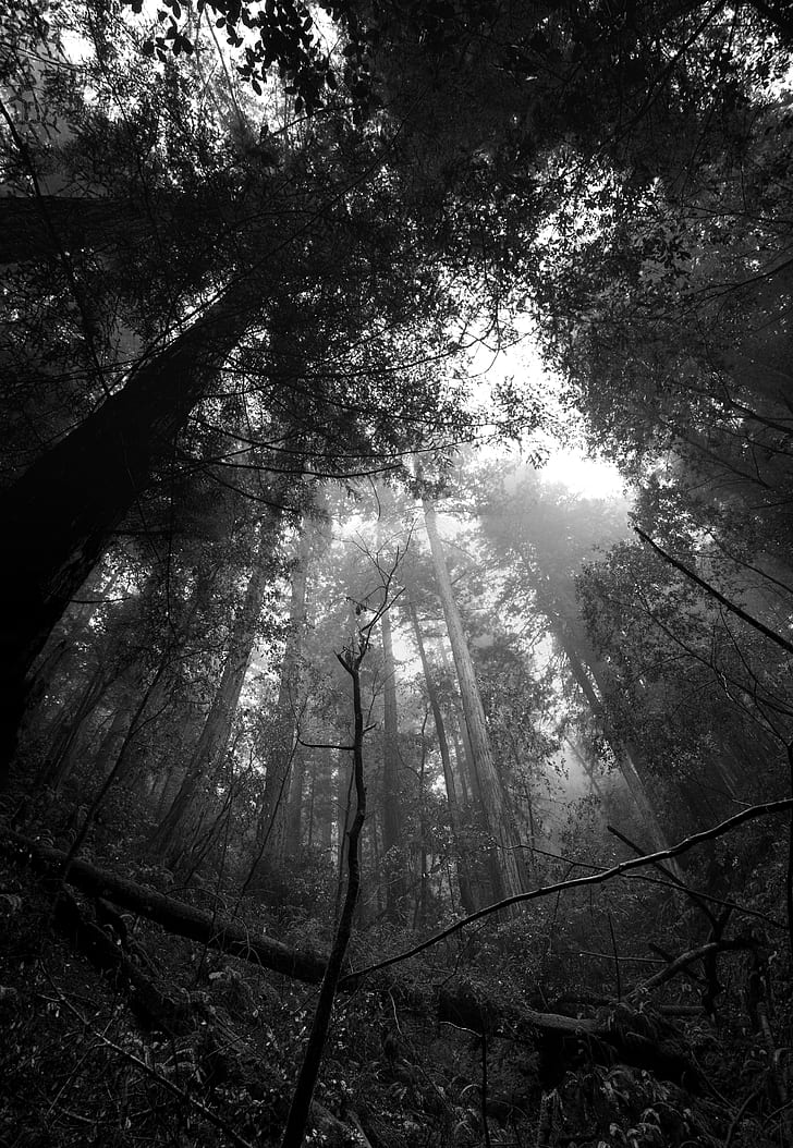 greyscale photo of tall trees