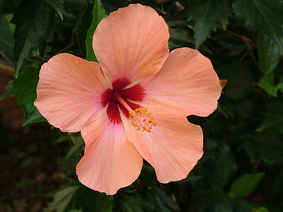 peach hibiscus flower in closeup photography