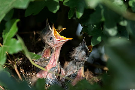 chicks on nest