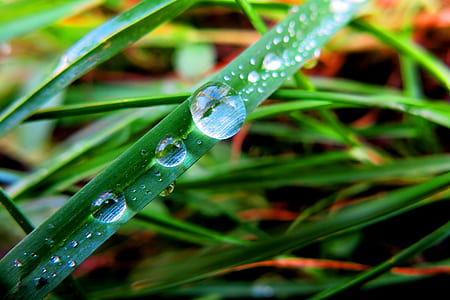 Close-up of Dew Drops on Plant