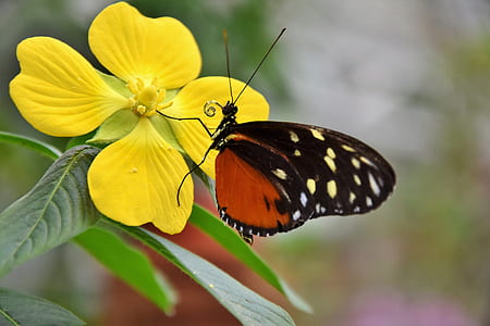 brown and black with white spot butterfly perched on yellow flower during daytime