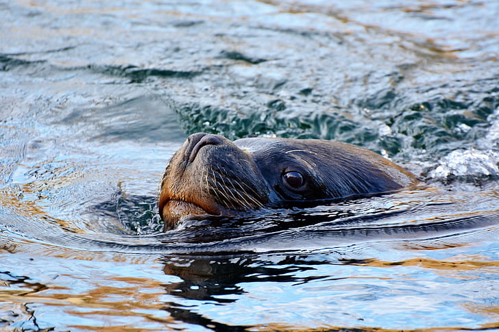 black sea lion swimming
