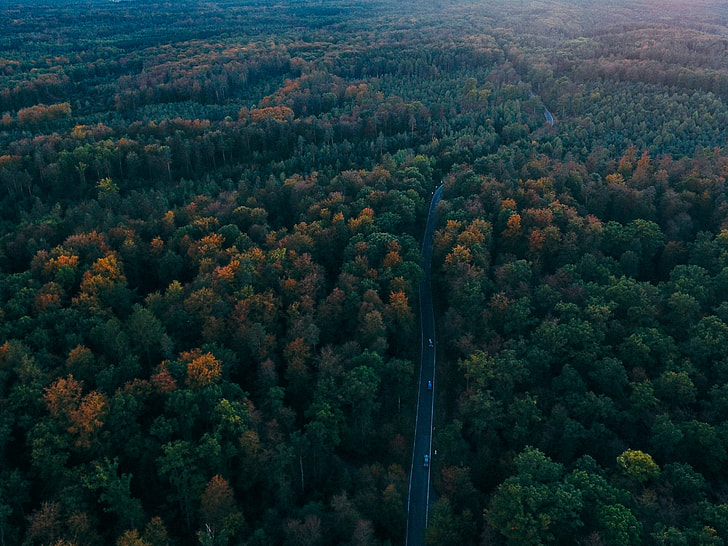 aerial shot of highway between forest at daytime