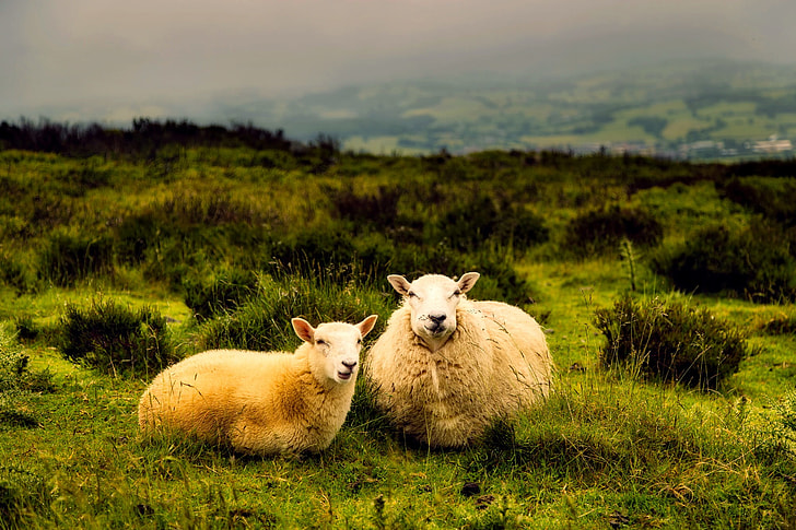 two white sheeps