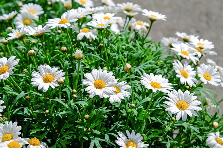 depth of field photograph of white daisy flowers
