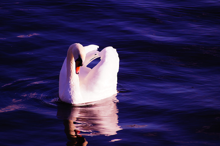 swan on calm body of water