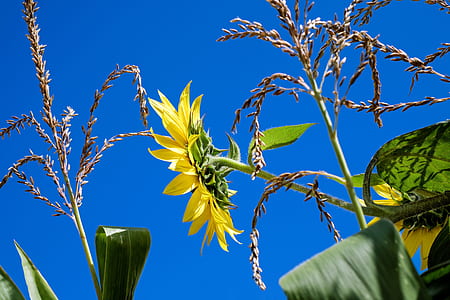 sunflower under the blue sky