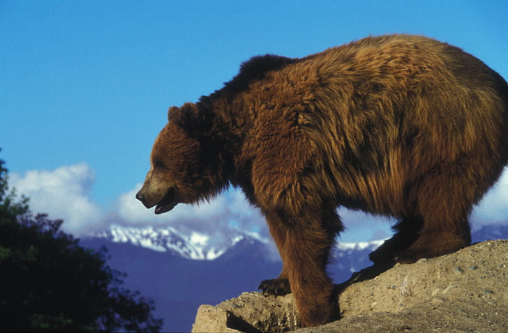 brown bear on gray rock during daytime during daytime