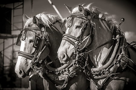 grayscale photos of two horses