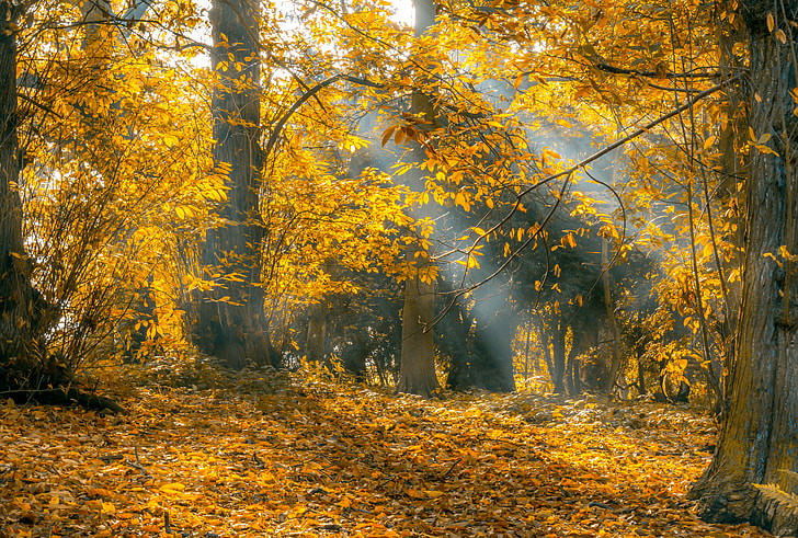 autumn season reflecting sun ray on trees