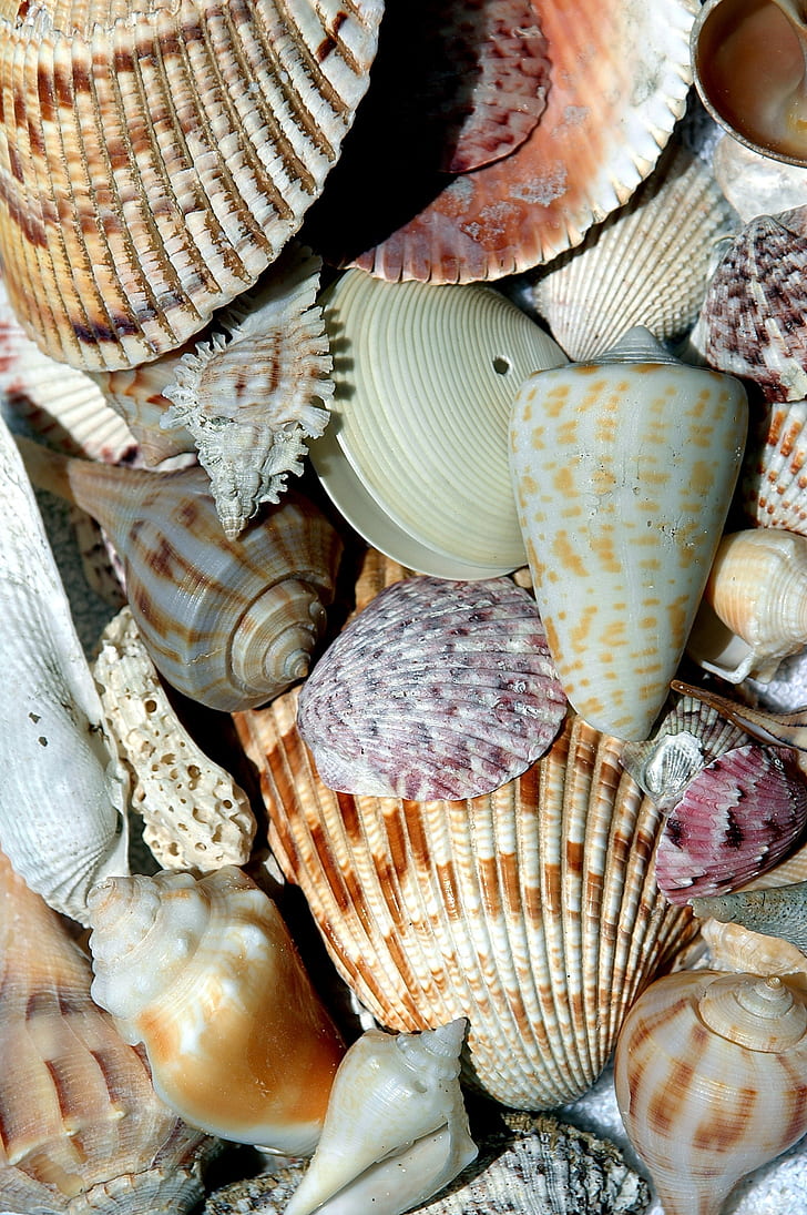 assorted seashell lot