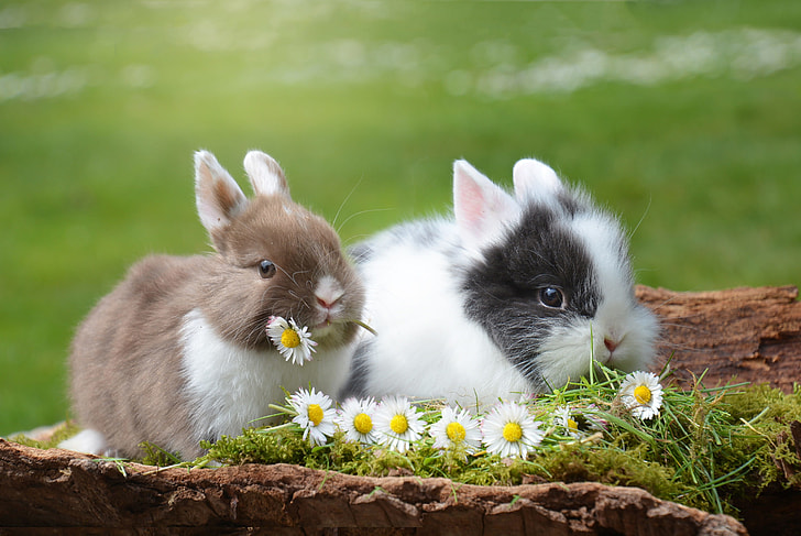 selective focus photography of two brown and white rabbits eating flowers
