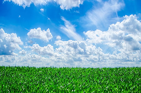 green grass field under blue sky and white clouds