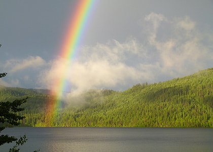 body of water besides green tree island with rainbow at daytime