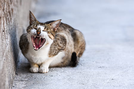 Calico cat yawning beside wall