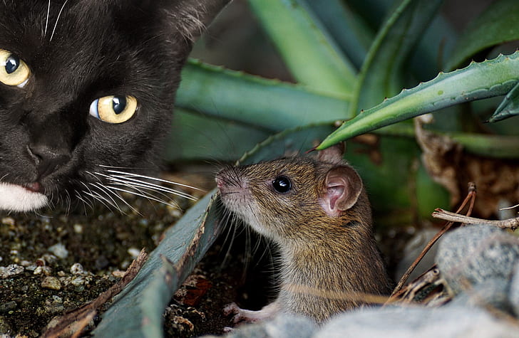 shallow focus of brown mouse and black cat