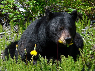 black bear lying on green grass at daytime