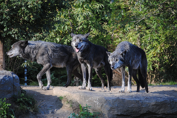 three black wolfs near trees