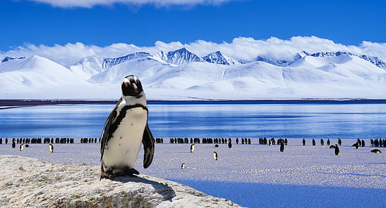 white penguin standing on stone during daytime