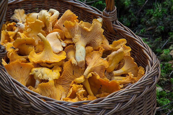 closeup photo basket of yellow fungi
