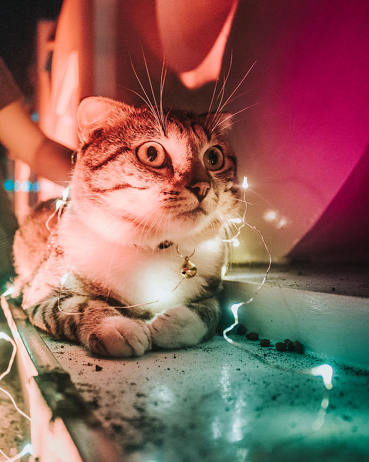 Closeup Photo Of String Light On Tabby Cat