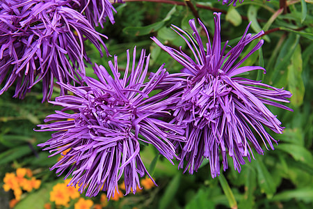 close up photo of purple petaled flowers