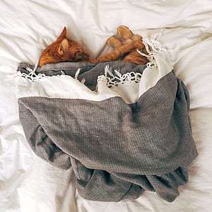 Orange Tabby Cat Sleeping on White Textile