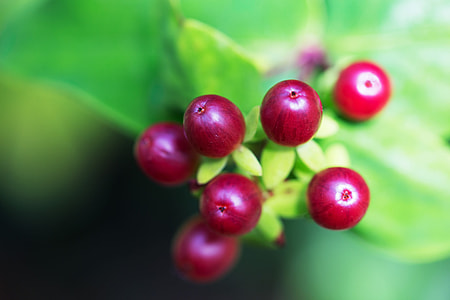 Macro shot of wild berries, image captured in Kent, England with a Canon 6D DSLR