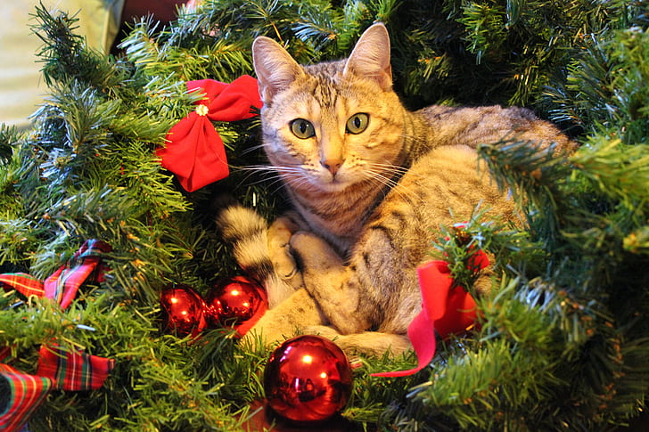 brown Tabby cat on green Christmas tree