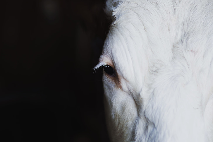 closeup photography of white goats face