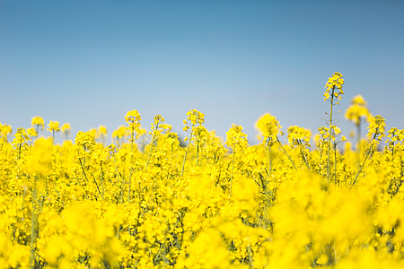 Blooming Canola Rapeseed Field