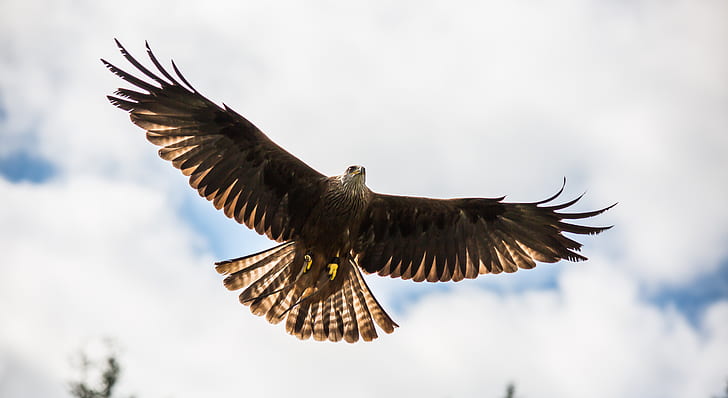 photo of black American eagle flying