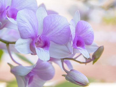 focus photo of purple orchids
