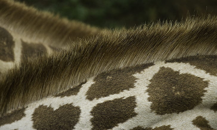 giraffe, pattern, fur, wildlife, mane, hair