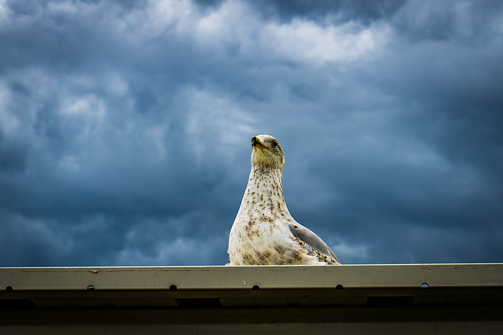 white bird on roof during daytime